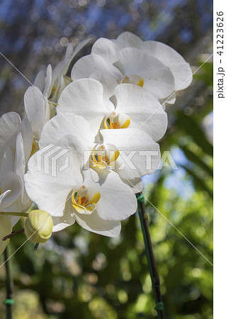 Orchid flower in garden from Thailand 41223626