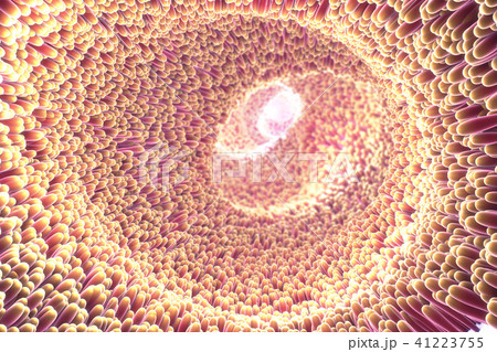 microscopic closeup of intestine villus 41223755