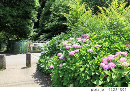 神奈川県大和市　泉の森　紫陽花 41224395