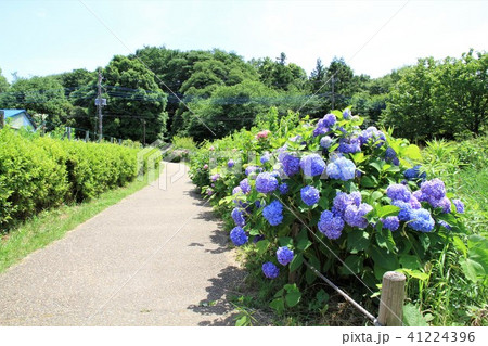 神奈川県大和市　泉の森　紫陽花 41224396