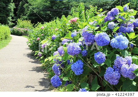 神奈川県大和市　泉の森　紫陽花 41224397