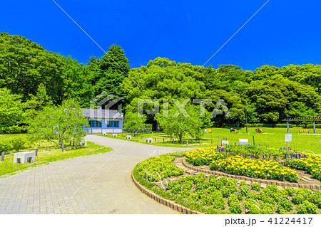 東京　春の代々木公園 41224417