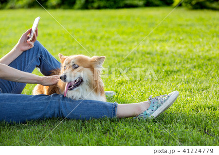 corgi fluffy portrait 41224779