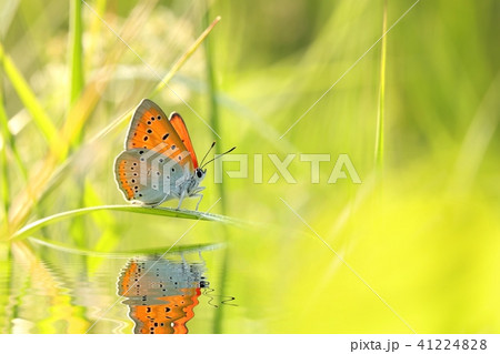 Butterfly (Large copper) on a spring morning  41224828