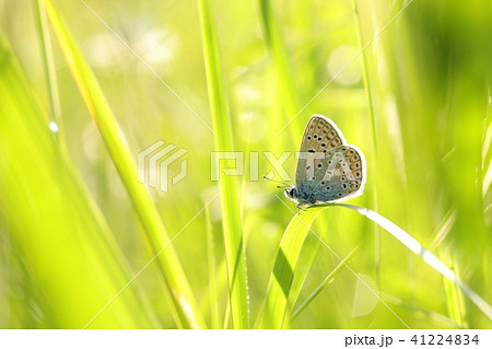 Butterfly (Common blue) on a spring morning  41224834