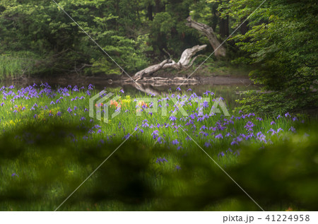 高島市 平池 高島市 平池 41224958