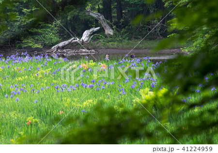 高島市 平池 高島市 平池 41224959