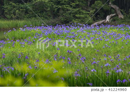 高島市　平池 41224960