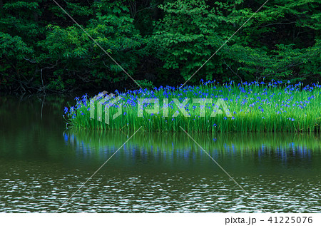 高島市 平池 高島市 平池 41225076