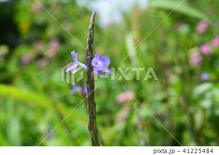 フトボナガボソウ 41225484