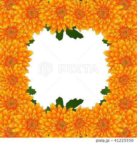 Yellow Mum, Chrysanthemum Flower Border 41225550