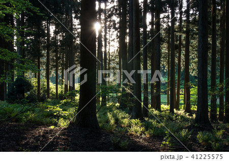 高島市 平池 高島市 平池 41225575