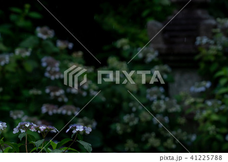 京都市東山区建仁寺塔頭寺院・霊源院甘露庭を撮影 41225788