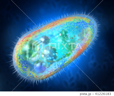 transparent and protozoa or unicellular organism transparent and protozoa or unicellular organism 41226183