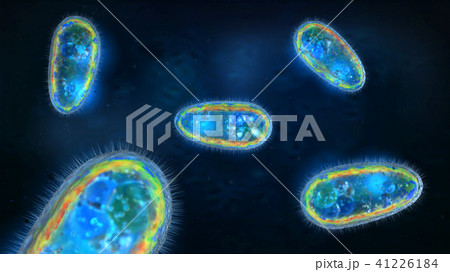 transparent and protozoa or unicellular organism 41226184