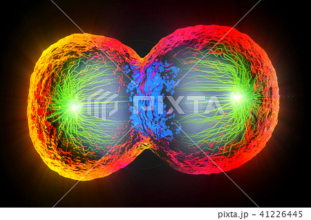 colorful cell division, splitting nucleus colorful cell division, splitting nucleus 41226445