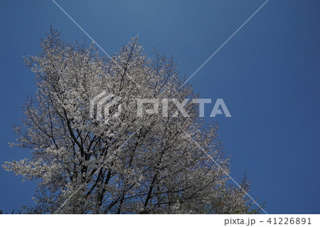 下野市　桜と空2 41226891
