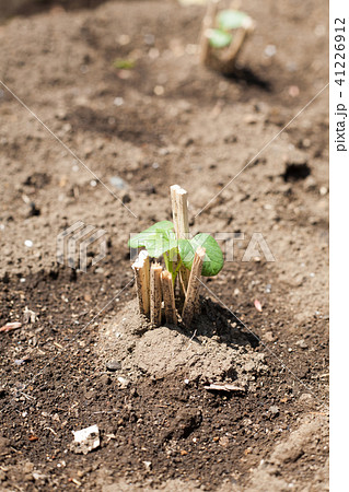 ネキリムシ対策されたオクラの苗の写真素材