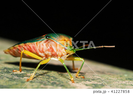 セアカツノカメムシ セアカツノカメムシ 41227858