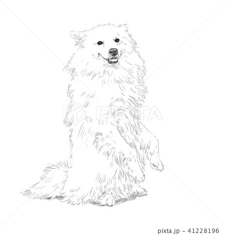 Drawing Of Spitz Dog Standing On Rear Legsのイラスト素材