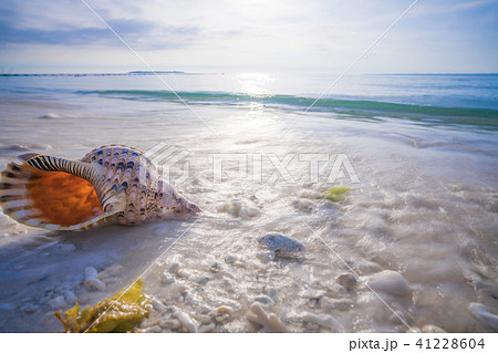 沖縄 白い砂浜に青い海 そこにほら貝がほら の写真素材