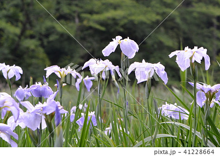 花菖蒲 41228664