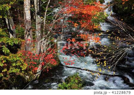 阿寒滝見橋からの紅葉 阿寒滝見橋からの紅葉 41228679