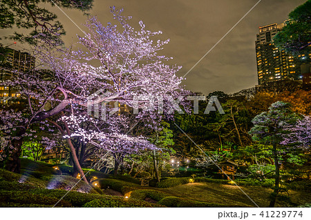 春の日本庭園のイメージ 春の日本庭園のイメージ 41229774