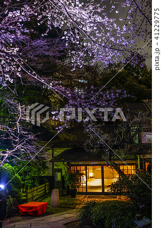 春の日本庭園のイメージ 春の日本庭園のイメージ 41229775