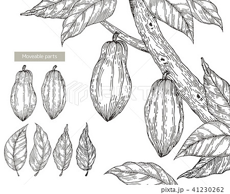 カカオの木の線画 アナログ のイラスト素材
