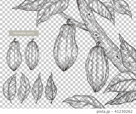カカオの木の線画(アナログ) カカオの木の線画(アナログ) 41230262