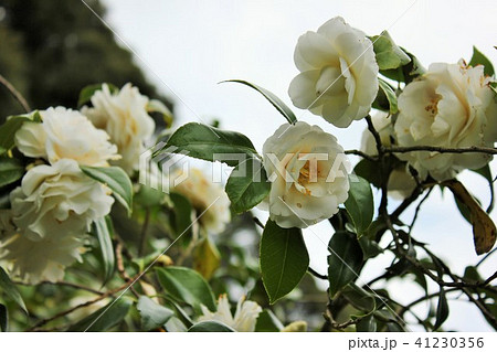 * ツバキ * 椿 * つばき * THUBAKI * * ツバキ * 椿 * つばき * THUBAKI * 41230356