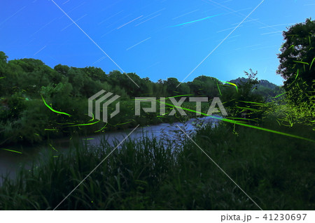 ゲンジボタルの舞い ゲンジボタルの舞い 41230697