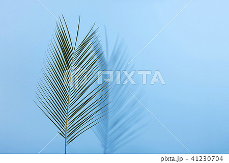 Palm leave on pastel blue background. Flat lay. 41230704