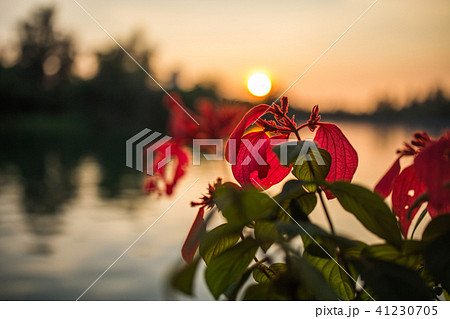 残照 残光 夕照 41230705