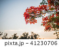 景色 風景 青空 41230706
