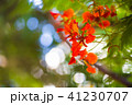 花 フラワー お花 41230707