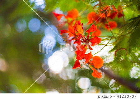 花 フラワー お花 41230707