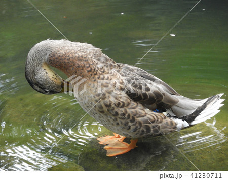 2017年7月　鳥　17 41230711