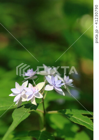 幻のアジサイ 七段花 幻のアジサイ 七段花 41230790