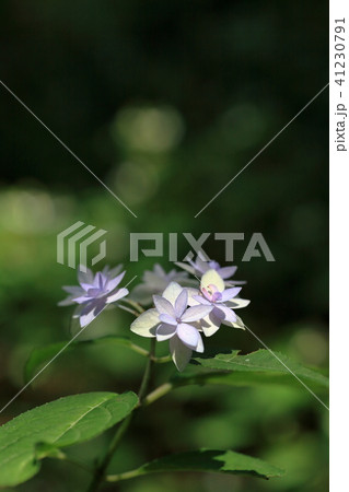 幻のアジサイ 七段花 幻のアジサイ 七段花 41230791