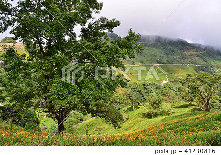 花 フラワー お花 41230816