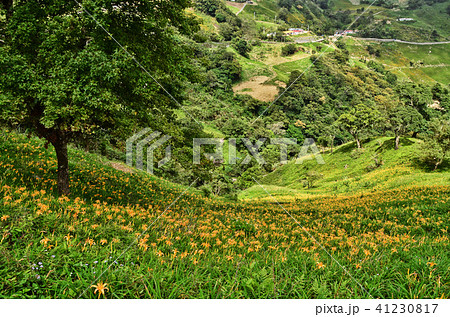花 フラワー お花 41230817