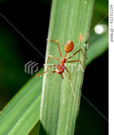 Close up Red ant 41231134