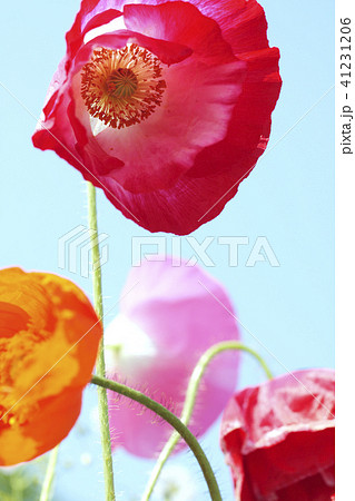 ポピー ポピー 41231206