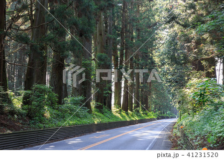 栃木県日光市 日光杉並木街道(5月) 栃木県日光市 日光杉並木街道(5月) 41231520