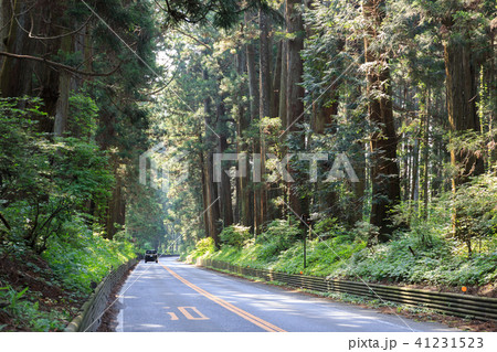 栃木県日光市 日光杉並木街道(5月) 栃木県日光市 日光杉並木街道(5月) 41231523