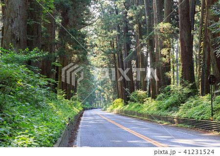 栃木県日光市　日光杉並木街道（5月） 41231524