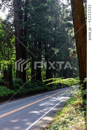 栃木県日光市　日光杉並木街道（5月） 41231532