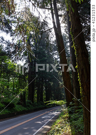 栃木県日光市　日光杉並木街道（5月） 41231533